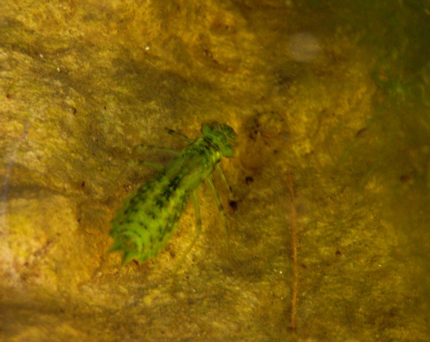 Il Laghetto del Centro di Entomologia - Piombino (LI)